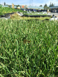 Enduro dwarf tall fescue sod