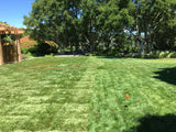 fescue sod next to and over pool for wedding