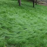Mow free fine fescue grass