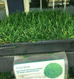 grass seed for sun and shade