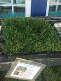 Enduro grass