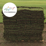 GN1 Greg Norman Bermudagrass