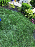 hybrid tall fescue sod grass