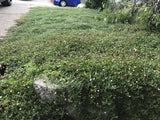 Kurapia plugs