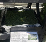 kurapia turf water test