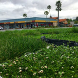 Kurapia grass
