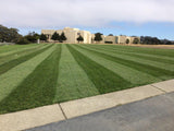 enduro dwarf tall fescue
