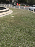 Kurapia turf lawn