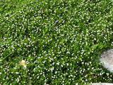 kurapia turf