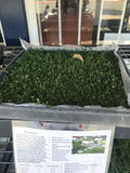 kurapia turf review
