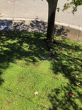 Kurapia turf Fresno California