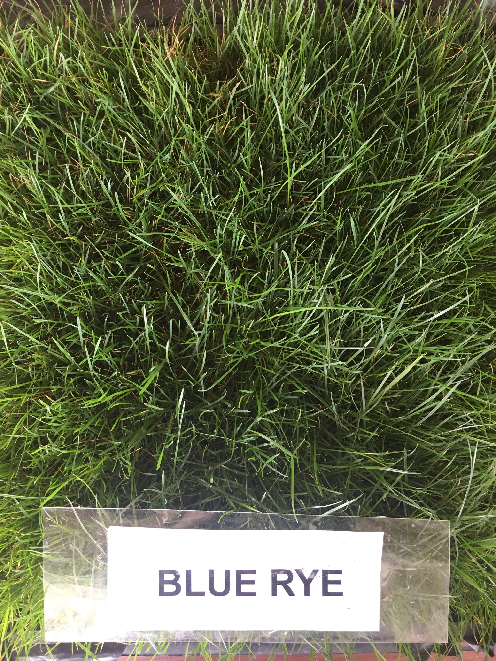 Delta Blue Rye 50 50 Grass Bluegrass Ryegrass Sod