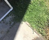Kurapia lawn San Diego