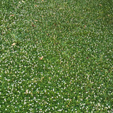 Kurapia grass San Diego, CA