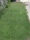 Kurapia grass SF, CA