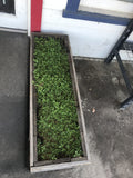 Kurapia turf indirect sun