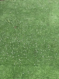 Kurapia grass price