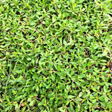 kurapia lawn
