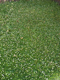 Kurapia grass San Diego, CA