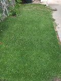 Kurapia grass