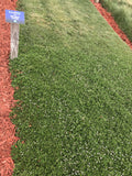 Kurapia grass near me