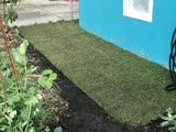 Kurapia lawn layer