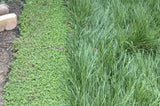 kurapia turf plugs