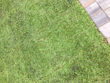 Kurapia Grass