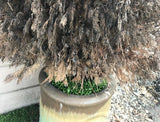 kurapia grass in planter