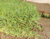 St Augustine grass sod