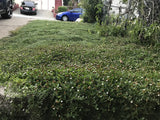 Kurapia grass seed