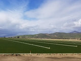 fescue grass