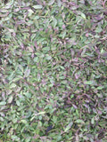 Kurapia Ground Cover