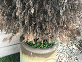 kurapia plant in planter