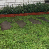 kurapia turf plant