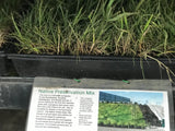 Native Preservation Mix - Bay Area Sod and Seed