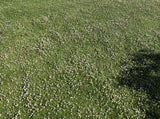 Kurapia phyla nodiflora
