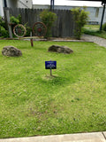 Kurapia Ground Cover