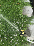 Kurapia ground cover