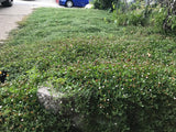 Kurapia plugs