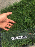 Delta Rye Blue grass