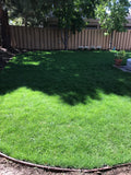 Delta Blue Rye - Bay Area Sod and Seed