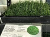 rye grass drought testing