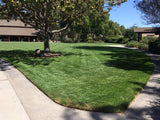 enduro fescue