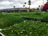 Kurapia turf grass