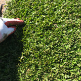 kurapia turf sod