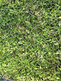 kurapia grass cost
