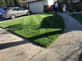Delta Blue Rye - Bay Area Sod and Seed