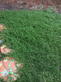 Kurapia Ground Cover