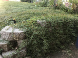 kurapia buy grass turf